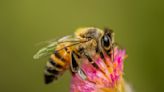 El proyecto de Disney con el que quiere salvar a las abejas y por qué deberías imitarlo