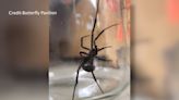 Black widow spider population rises after humid Colorado summer