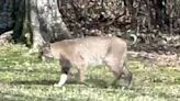 Bobcat's stroll through Nashville backyard captured on video