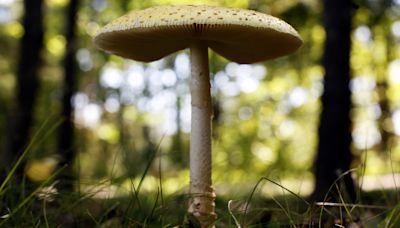 Midwest sees surge in calls to poison control centers amid bumper crop of wild mushrooms