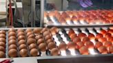 蛋商到貨量不足 日月潭阿婆茶葉蛋漲至15元限量供應