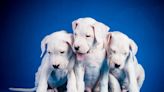 Sacramento Shelter's Adoption Story of 4 Dogo Argentino Puppies Is a Wake-Up Call