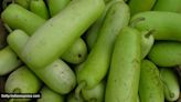 Amid reports of 16-inch bottle gourd stuck in 60-year-old’s rectum, doctor says ‘first such case in medical literature was reported in the 16th Century’