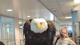 Meet Clark, the 19-year-old bald eagle spotted traveling through airport security