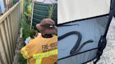 Hallan serpiente venenosa ‘enfurecida’ en casa de Australia: bomberos acuden al rescate