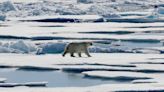 Arctic suffered hottest summer on record: NOAA