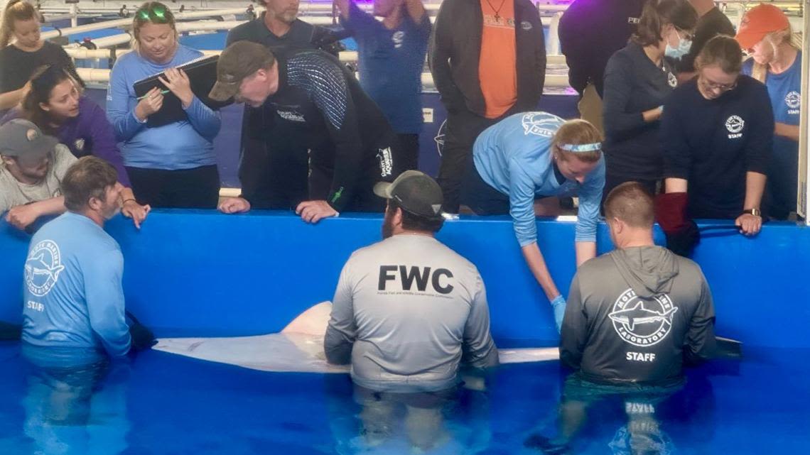 Rescued smalltooth sawfish dies after condition worsens