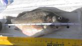 This white perch caught in Delaware River might seem small, but it’s a Pa. record