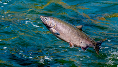 Historic Agreement to Protect Yukon River Chinook Salmon Signed by Canada, Alaska