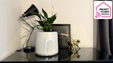 This plant is secretly a smart air purifier with washable filters – and it connects to Alexa, too