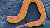 Why we die: Lessons on genes from a lowly worm