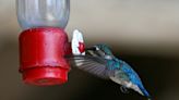 In Cuba, a haven for the world's tiniest bird