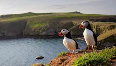 The tiny UK island with thousands of puffins that needs to be seen to be believed