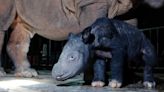 A critically endangered Sumatran rhino named Delilah welcomes first calf