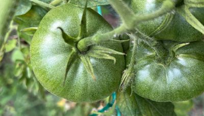 How Long Will Tomatoes Continue to Grow and Ripen on the Vine?