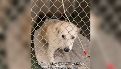 Heart-breaking face of dog on day 1 v. day 215 in shelter: "Still waiting"