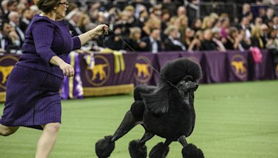 Inside the Secret World of the Westminster Kennel Club Dog Show