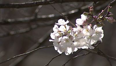 Allergy sufferers dealing with miserable pollen for week. Is relief around the corner?