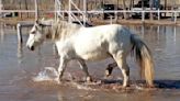 “Por favor no maten a Carlitos”: el dramático pedido del dueño de un caballo que era usado para hacer equinoterapia y era muy querido por los pacientes