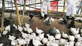 Gripe aviar: Por virus H5N2, los expertos proponen estas acciones