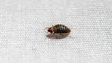 Yes, Paris still has bedbugs days before the Olympics. Here's what to know