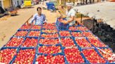 Govt mobile vans start selling tomatoes at ₹60/kg as prices soar | Mint