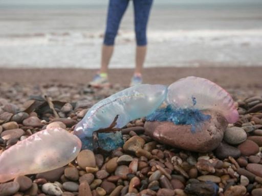 Medusas en España: qué tipos hay, como son las picaduras y cuáles son las más peligrosas