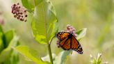 Beaver Island celebrates its ‘monarch butterfly island’ status