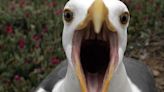 'Drunk' seagulls are getting absolutely off their beaks – Brits have been warned
