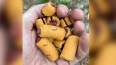 Fish hooks found in dog treats strewn on Pennsylvania section of Appalachian Trail