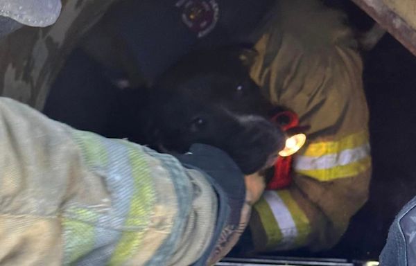 Tulsa firefighters and police rescue three dogs from storm drain