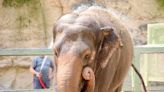 Former Circus Elephant to Spend Rest of Her Years at Sanctuary After Leaving San Antonio Zoo