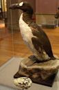 Great auk