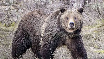 35-Year-Old Man Seriously Injured After ‘Surprise’ Grizzly Bear Attack in Grand Teton National Park