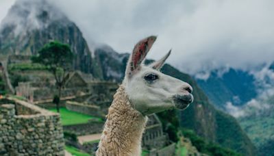 This Is How Llamas Could Be The Future Of HIV Immunity