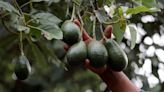 Mexico governor flags quick resumption of US avocado exports, US cautious