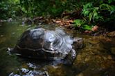 Asian forest tortoise