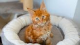 Ginger Maine Coon Kitten Getting 'Left Out' by Litter of White Kitties Brings All the Feels