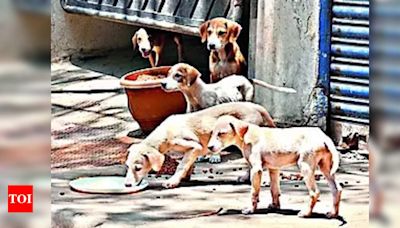 Stray Dog Menace: Lack of Animal Birth Control Centres in Municipalities | Hyderabad News - Times of India