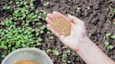 What is green manure and how do you use it?