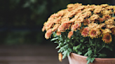 These Potted Flowers Will Look So Bloomingly Beautiful This Fall