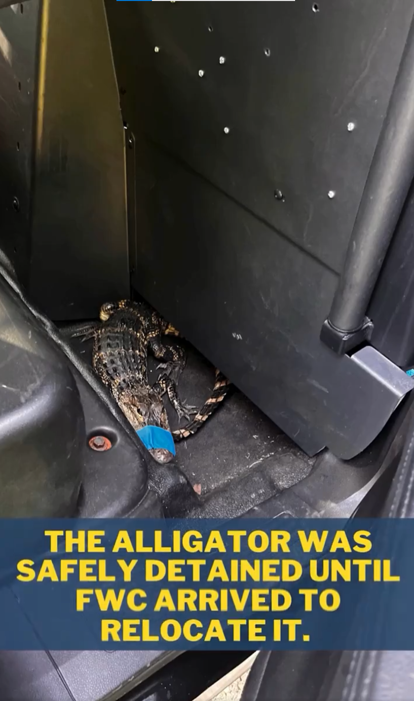 Rug vs. reptile: Tallahassee Police officers face off against a 'feisty' alligator