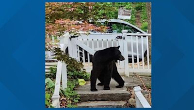 'I just love that there's a bear here!' | Black bear spotted in Northeast DC neighborhood