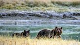 Montana men kill charging mama bear; officials rule it self-defense