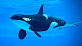 Video Shows Orca Hitting His Head Against the Glass in Boredom and People Are Horrified