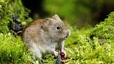 Voles vs. Moles: How to Identify Them (and Get Rid of Them)