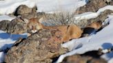 Idaho Fish and Game kills mountain lion near Hailey, the 4th cougar killed this year