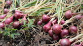 Amid onion crisis, lawmakers propose ‘Onion Research Institute’ | Coconuts
