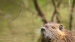 The 7 Most Effective Muskrat Removal Methods—And When to Call a Pro