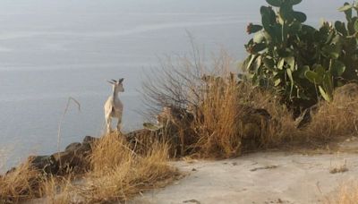 This Island Wants to Round Up Its Wild Goats. Catching Them Won’t Be Easy.